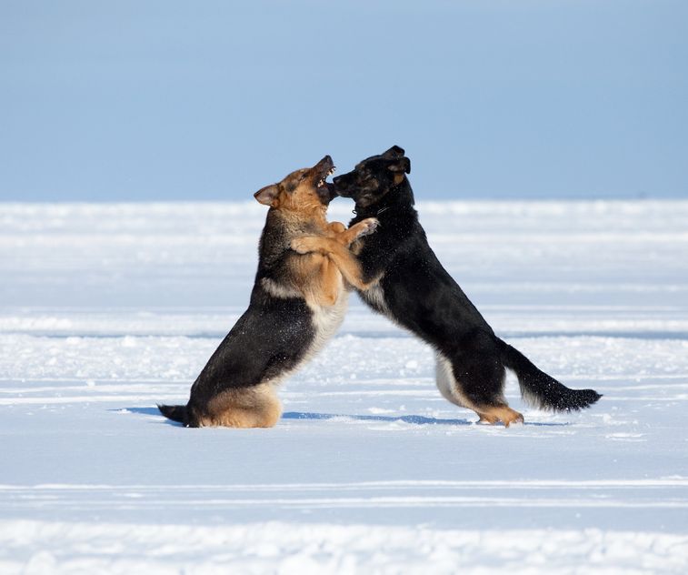 perros peleando