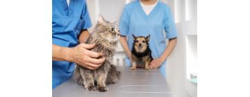 Fórmate en Veterinaria y Trabaja con lo que Te Apasiona