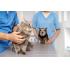 Fórmate en Veterinaria y Trabaja con lo que Te Apasiona