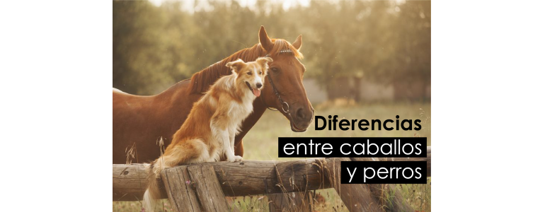 ¿Qué diferencias hay entre caballos y perros?