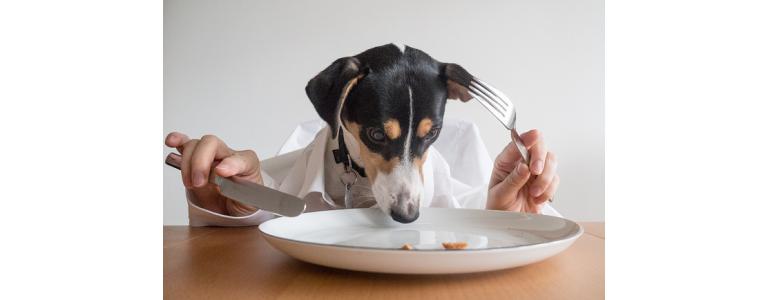 Los secretos de como alimentar a tu perro