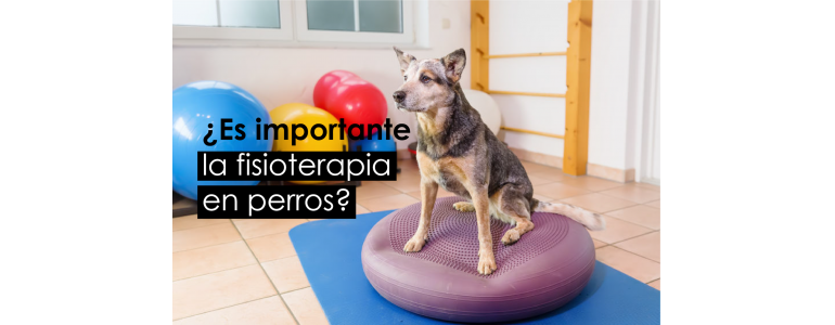 ¿Por qué es importante la fisioterapia para los perros?