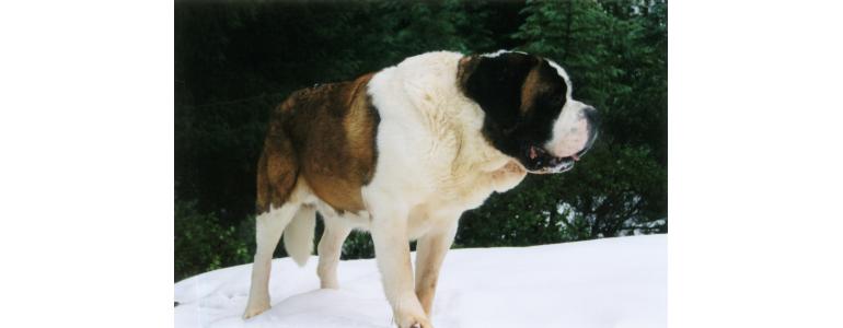 Las 8 razas de perros más grandes del mundo